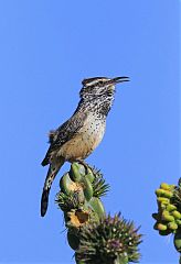 Cactus Wren